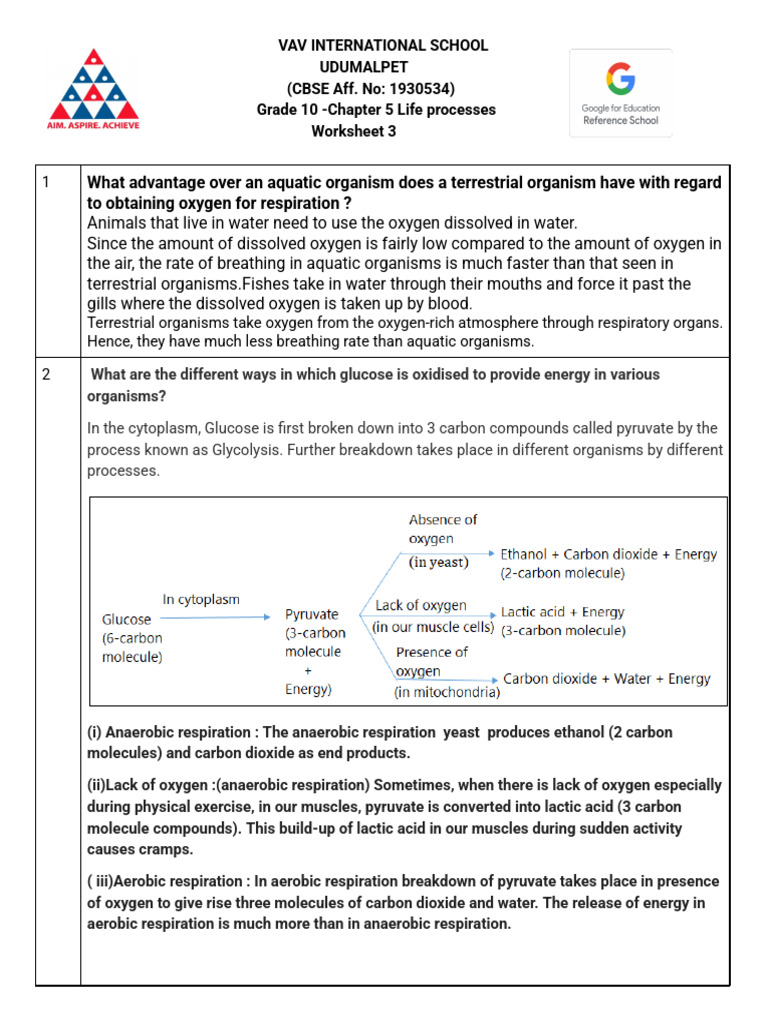 G10 CH5 WS3 (Respiration) 252 | PDF | Cellular Respiration | Lung
