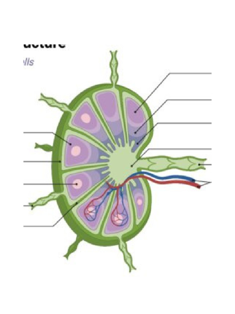 Lymph Nodes - 20251102 - 194027 - 0000 | PDF