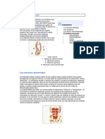 Ejercicios Abdominales Enderezar ESPALDA