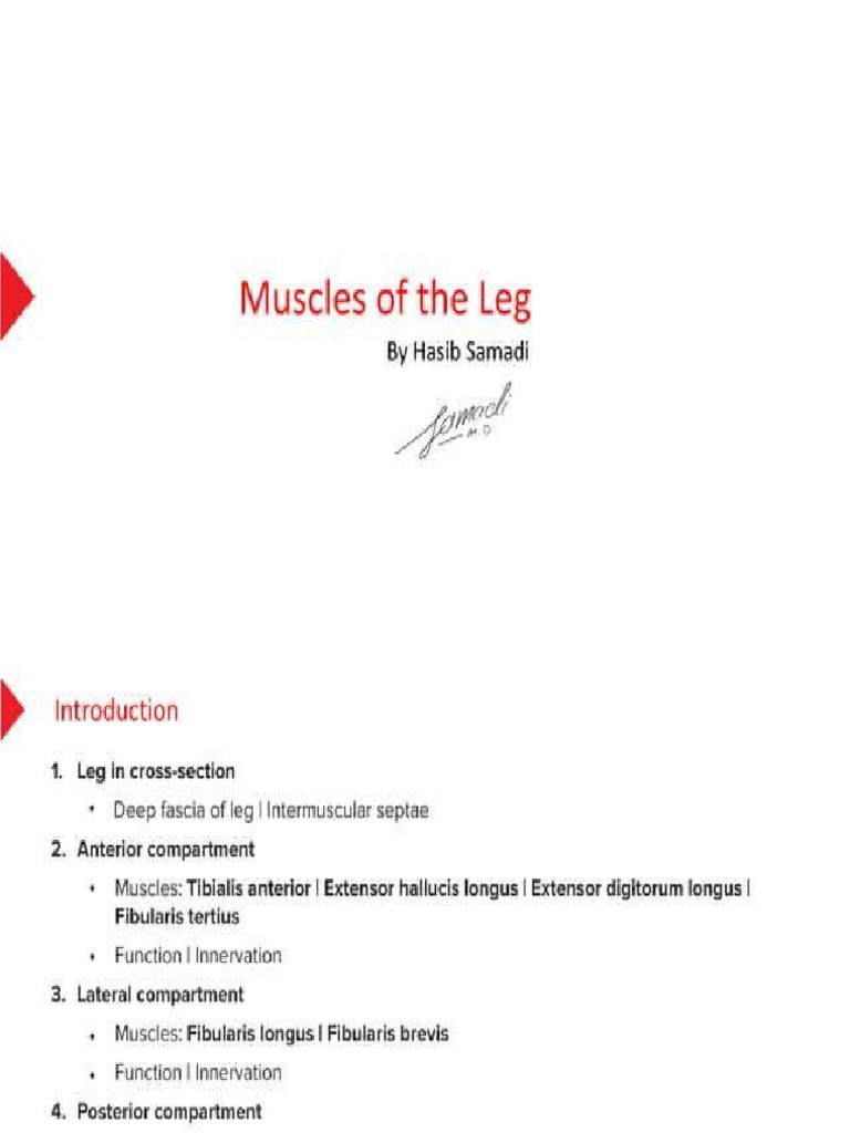 Leg Region | PDF