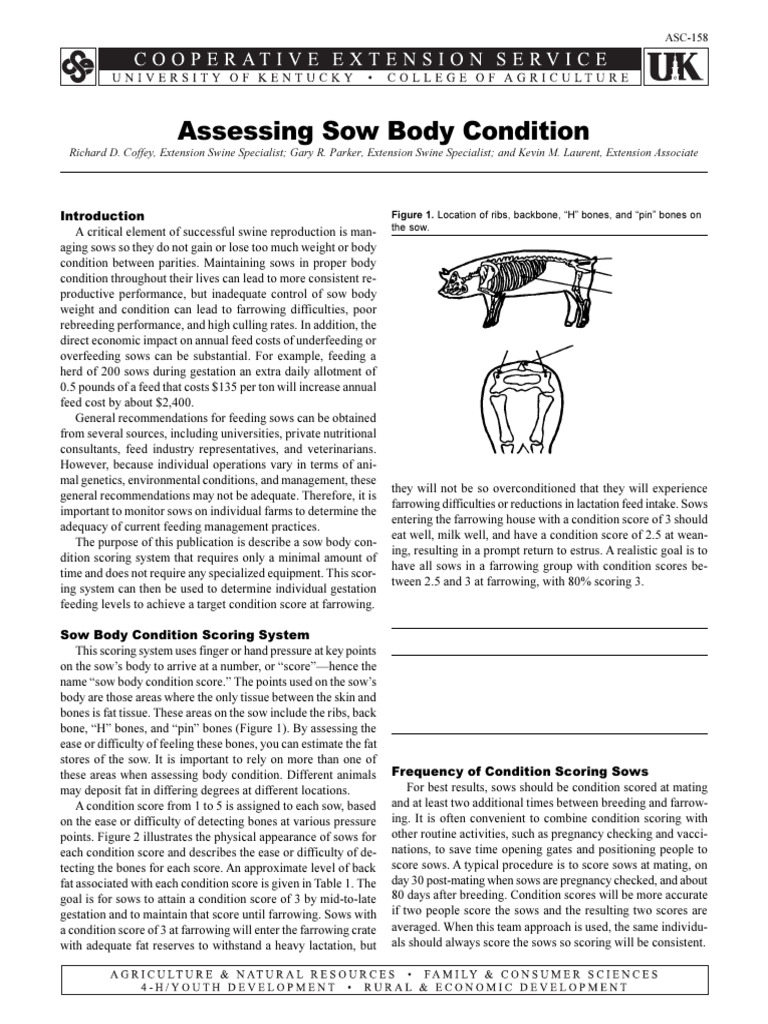 Sow Body Condition Scoring Guide | PDF | Pig