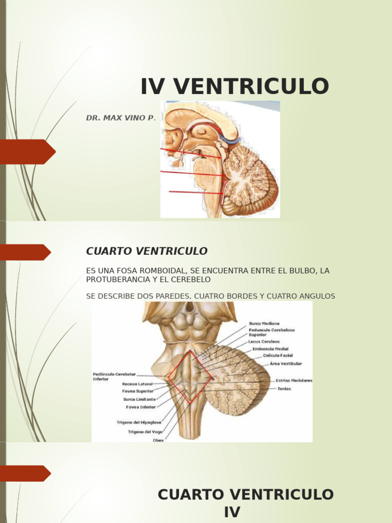 Iv - Ventriculo | PDF