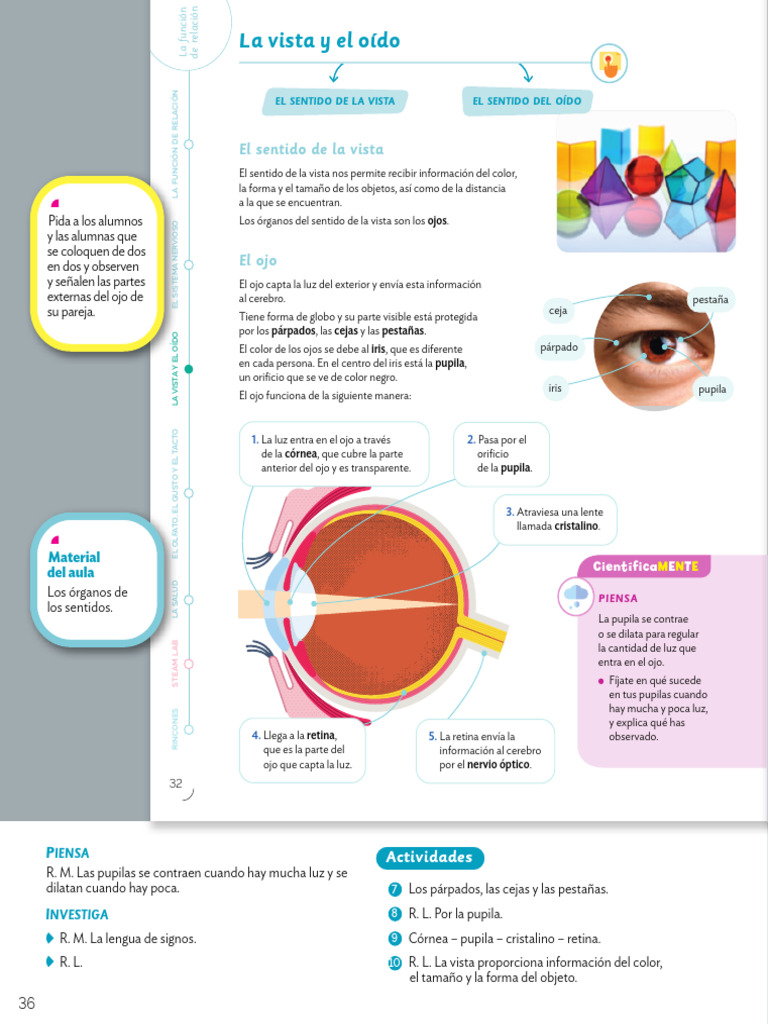 Funcionamiento del sentido de la vista | PDF | Ojo | Percepción visual