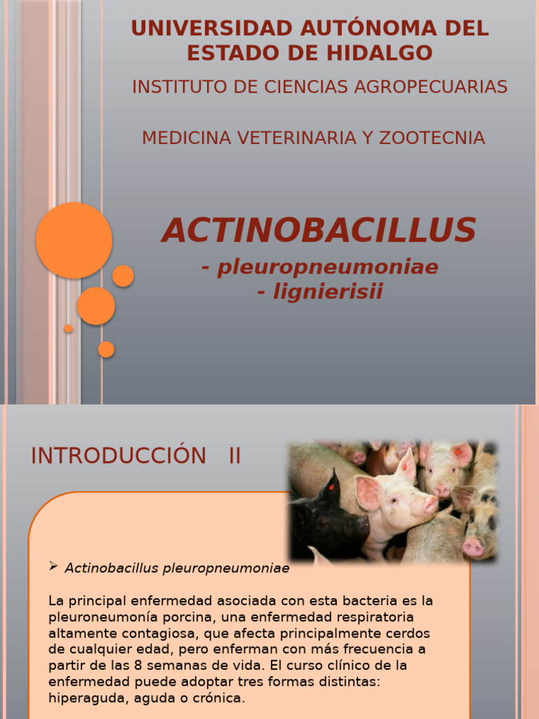 Actinobacillus Lignieresii | PDF | Fagocito | Lipopolisacárido