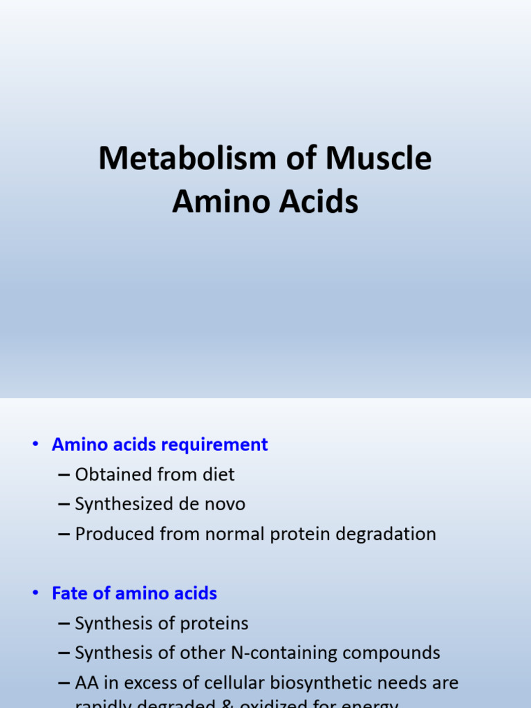 Muscle Amino Acid Metabolism Overview | PDF | Amino Acid | Biosynthesis
