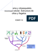 Clase 03 - Citoplasma y Citoesqueleto Motilidad Celular y Estructura de Cilios y Flagelos (8 de Septiembre 2008)