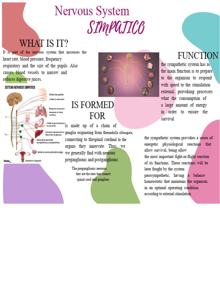 Sympathetic Nervous System | PDF | Neuroscience | Neuroanatomy