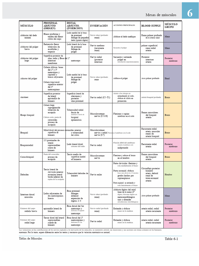 Tablas de Músculos de Las Extremidades Superiores de Netter | PDF ...