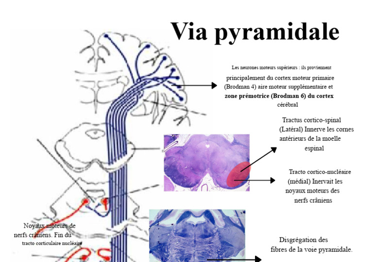 Voie pyramidale et neurones moteurs | PDF
