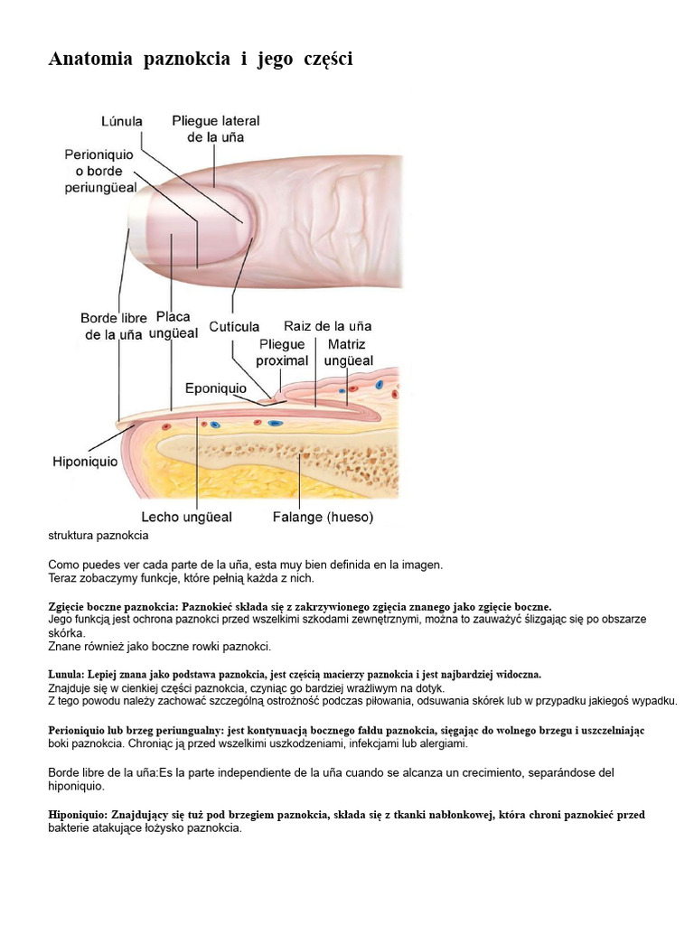 Anatomia Paznokcia I Jego Cz ci PDF
