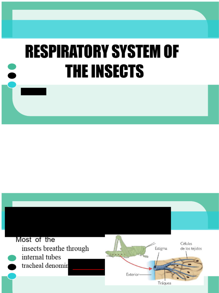 Insect Respiratory System Explained | PDF