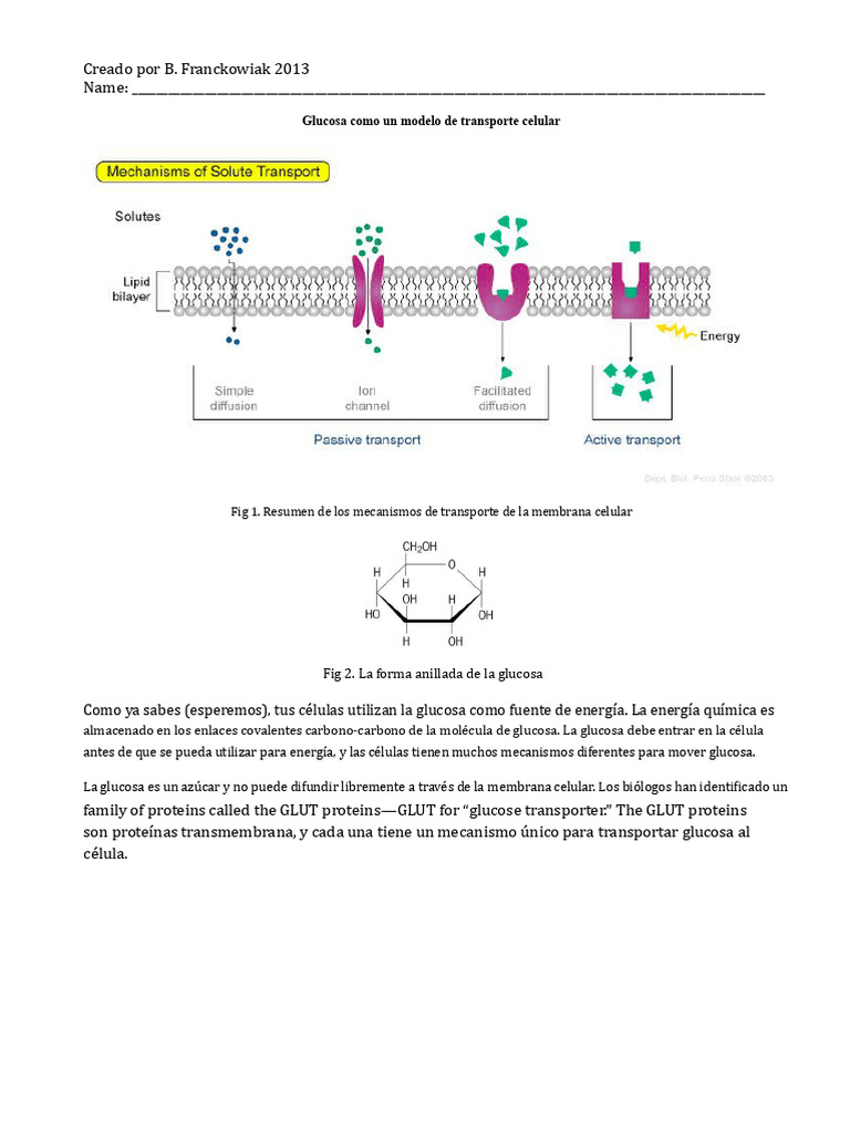 2b Obteniendo Glucosa en Tus Células | PDF | Insulina | Biofísica