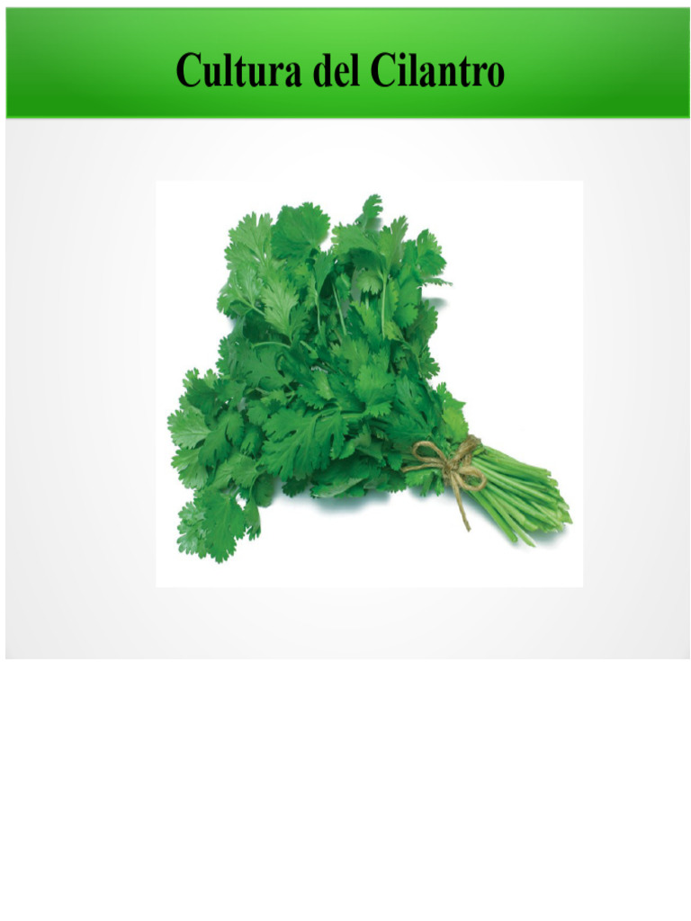 Guía Completa sobre el Cilantro | PDF | Cilantro | Botánica