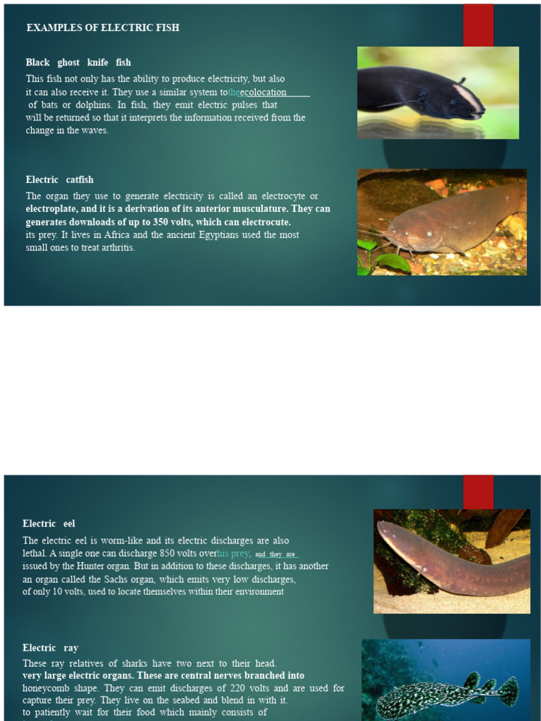 Electric Fish: Types and Features | PDF