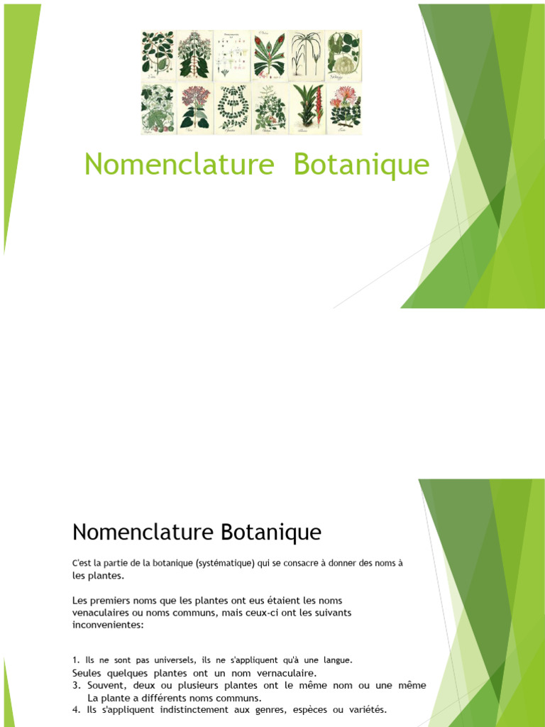 Nomenclature Botanique et Identification des Plantes | PDF ...
