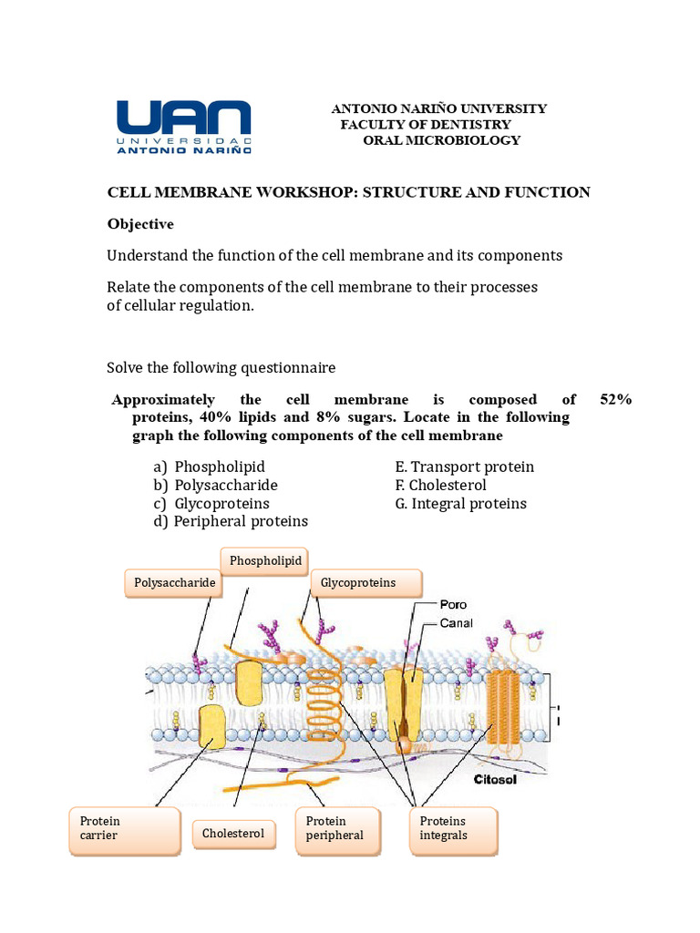 Cell Membrane Structure and Function Guide | PDF | Cell Membrane | Osmosis