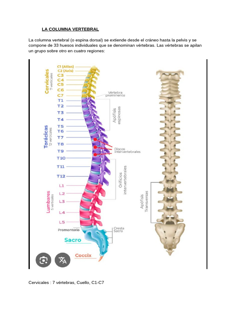 Anatomía y Funciones de la Columna Vertebral | PDF | Vértebra | Escoliosis