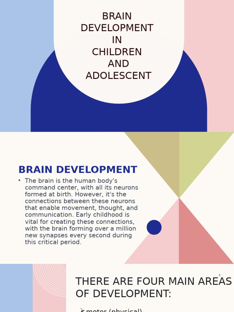 Brain Development | PDF | Adolescence | Brain