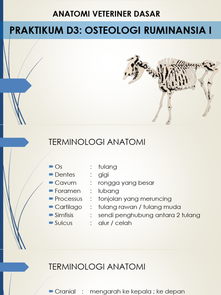 Anatomi Kerangka Ruminansia Dasar | PDF
