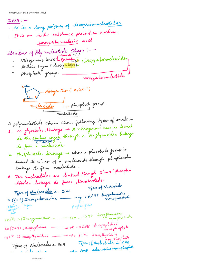12 - MOLECULAR BASIS OF INHERITANCE Detailed Notes | PDF