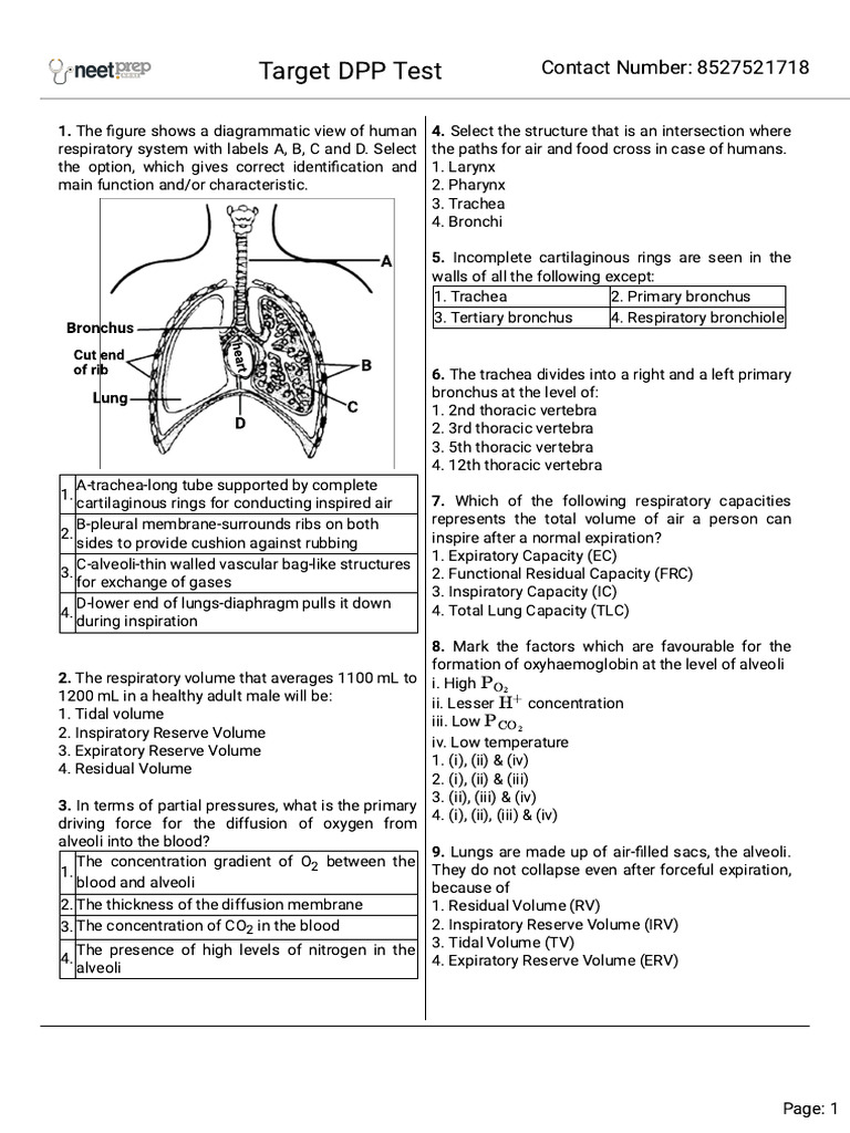 Human Respiratory System Overview and Quiz | PDF