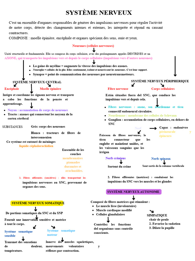 Comprendre le Système Nerveux Humain | PDF | Système nerveux | Système ...