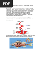 Fish Muscular System Overview | PDF | Skeletal Muscle | Fish