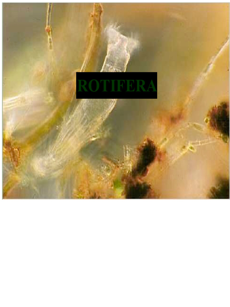 Overview of Rotifera Morphology and Ecology | PDF | Zoology | Biology