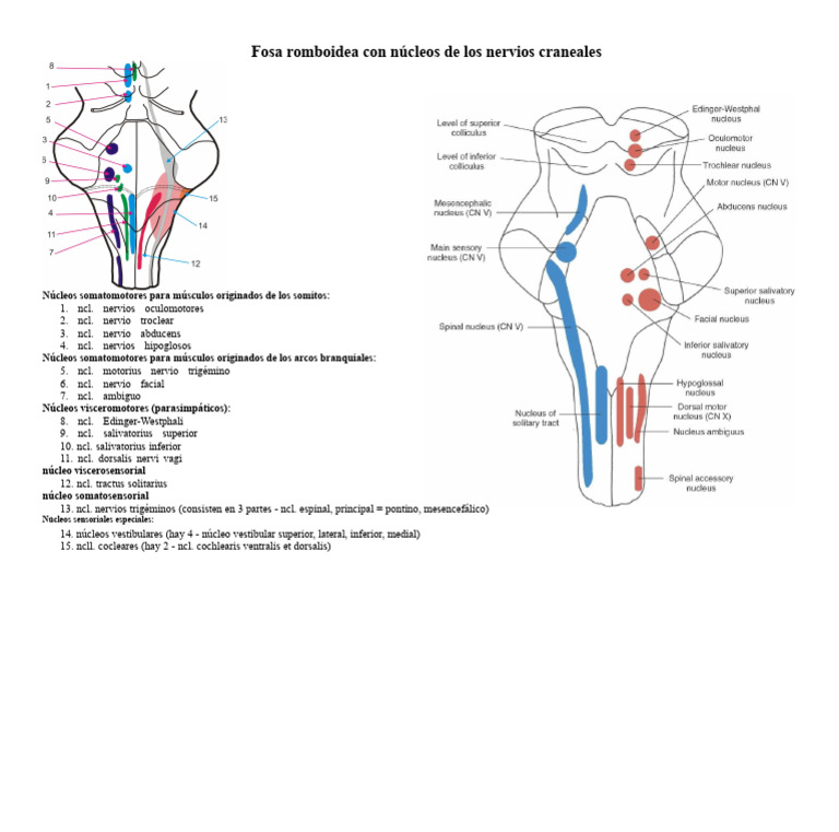 Fosa Romboidea AP | PDF