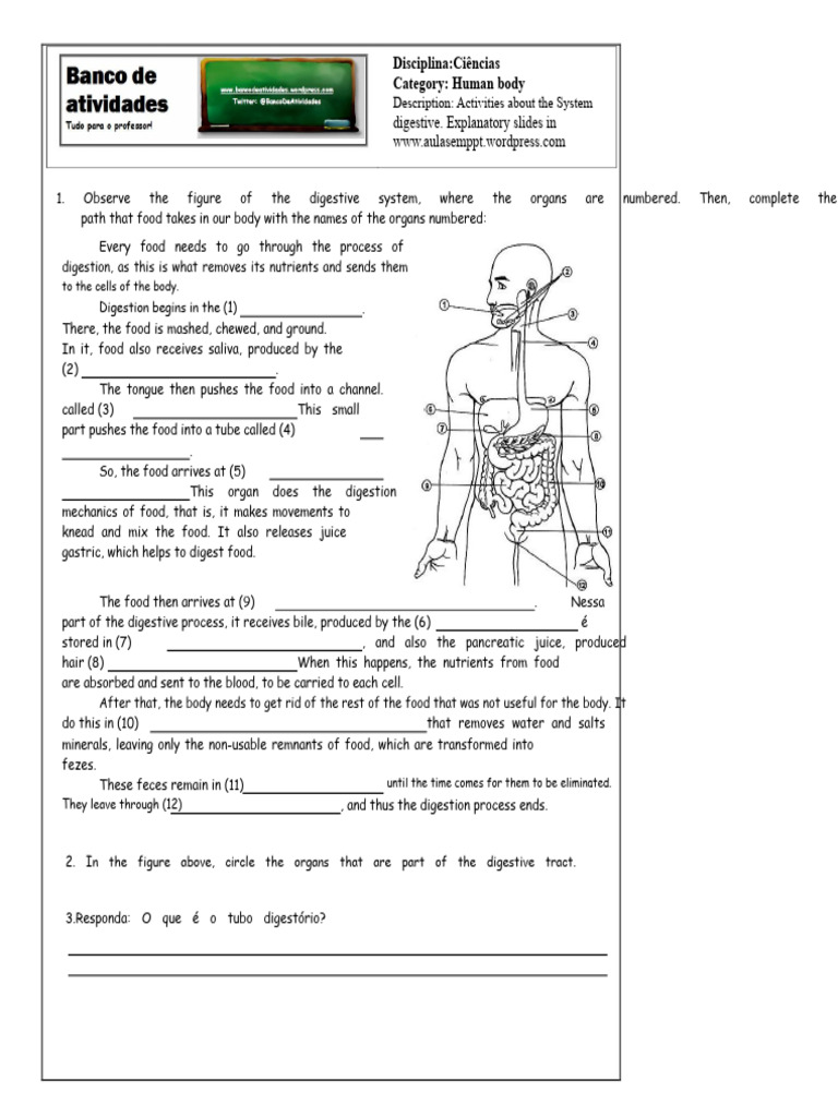 Digestive System Activities | PDF | Digestion | Gastrointestinal Tract