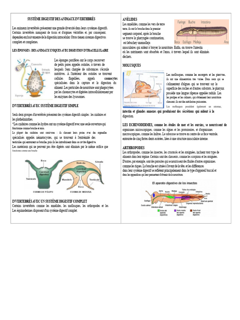 Systèmes digestifs des animaux invertébrés et vertébrés | PDF | Tractus ...