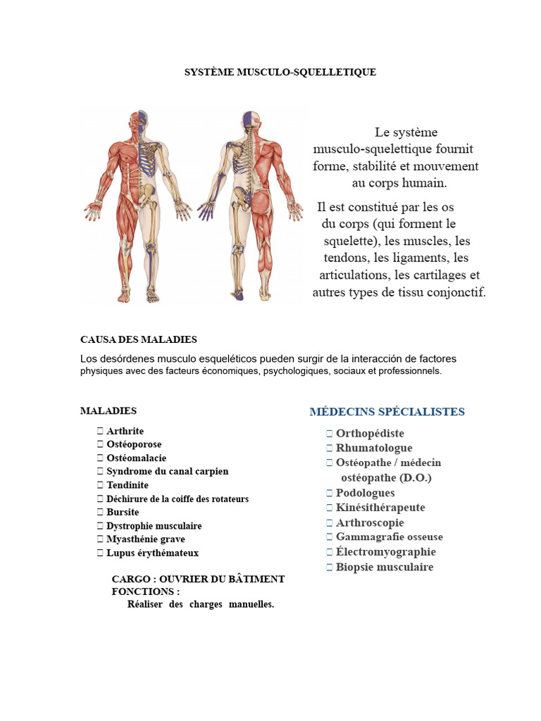 Maladies du Système Musculo-Squelettique | PDF | Muscle squelettique ...