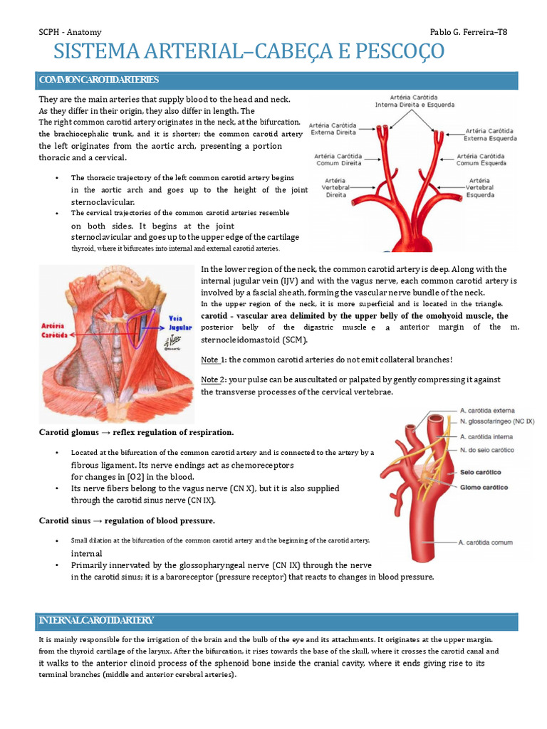 Anatomy of The Head and Neck | PDF | Common Carotid Artery | Vein