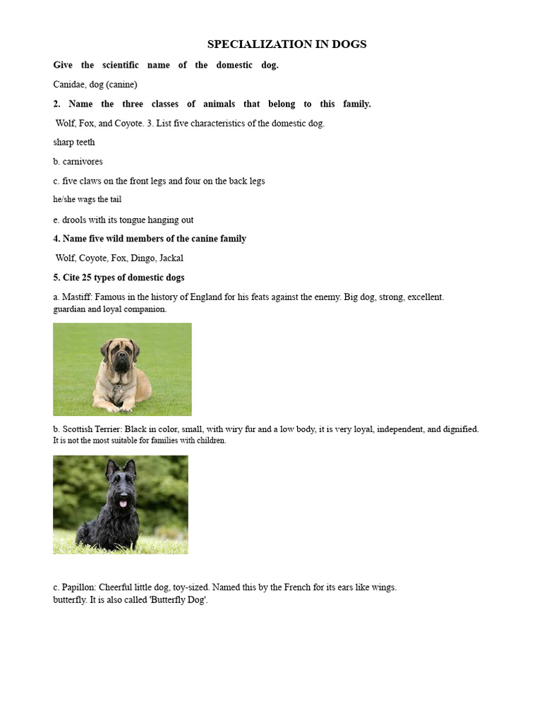 Dog Breeds and Their Characteristics | PDF | Dogs | Dachshund