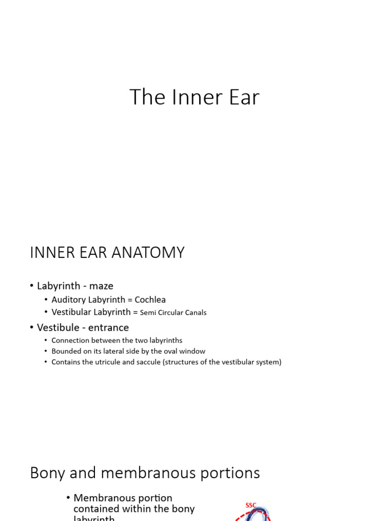 Inner Ear | PDF | Auditory System | Ear