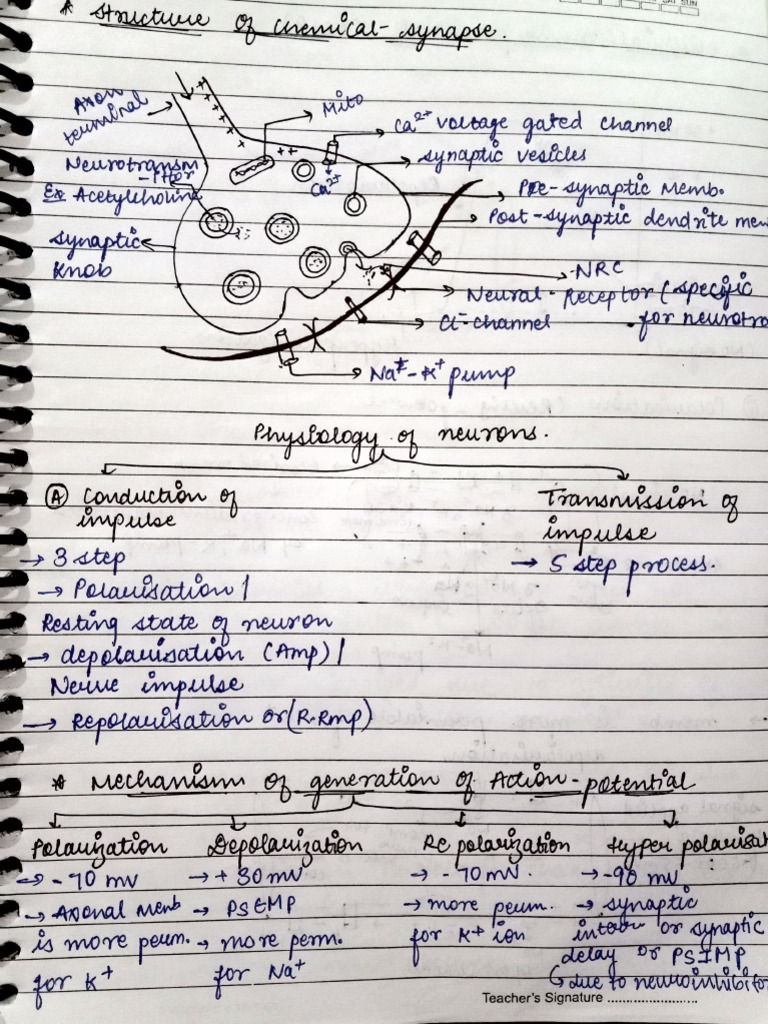 Structure of Chemical Synapse | PDF