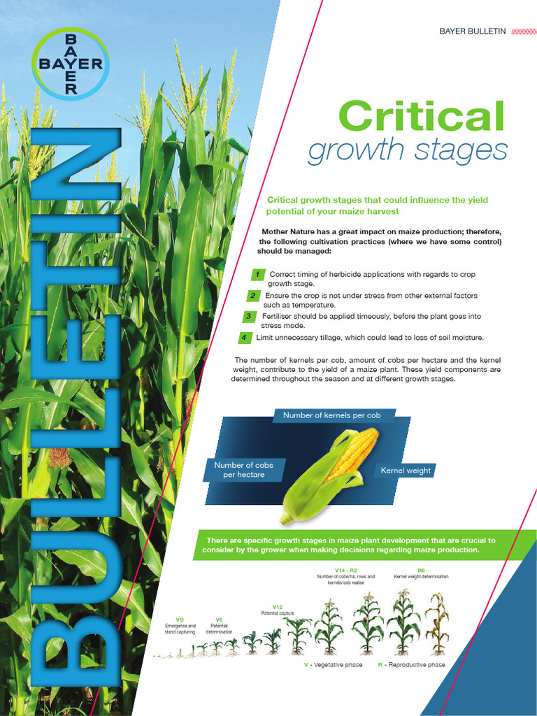 Maize Yield Potential Management Guide | PDF | Seed | Maize