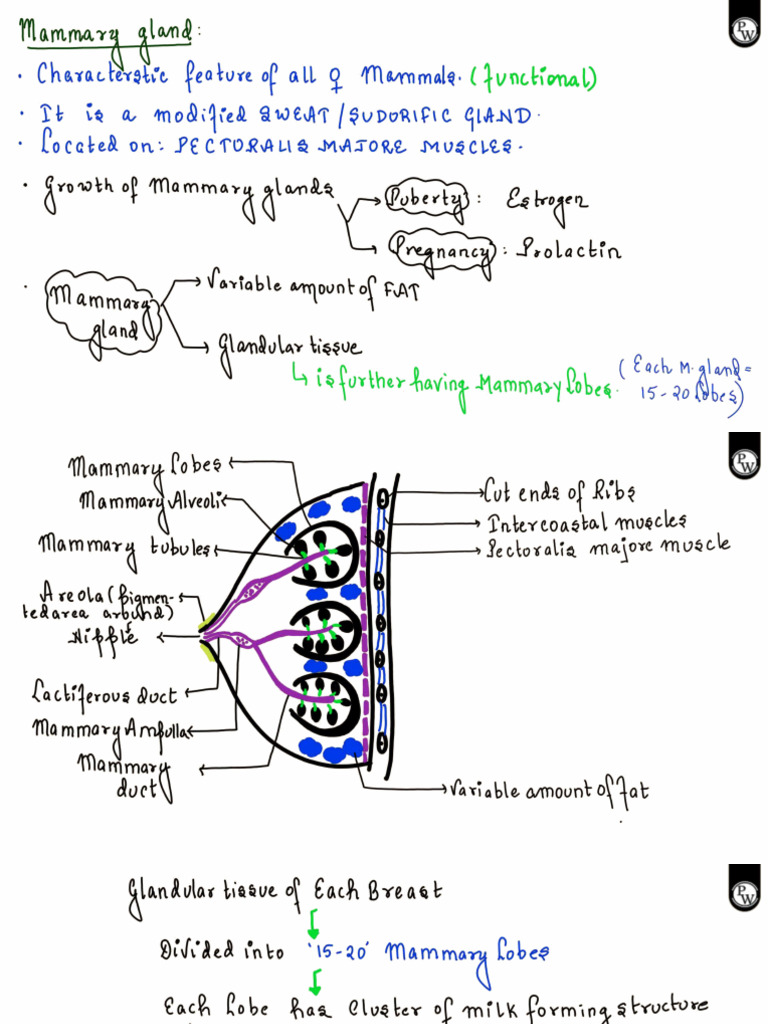 Human Reproduction 05 Class Notes Zoology by Samapti Sinha Ma'Am PDF | PDF