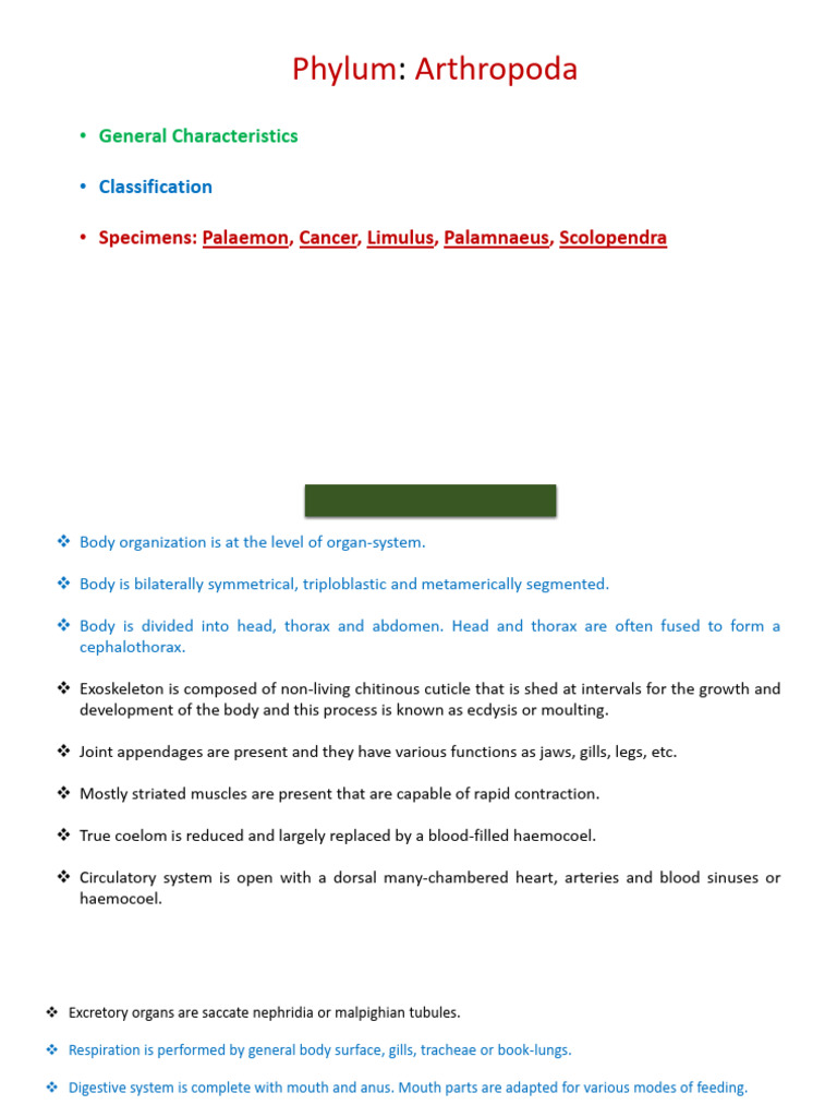 Arthropoda For Students-1 | PDF | Arthropods | Zoology