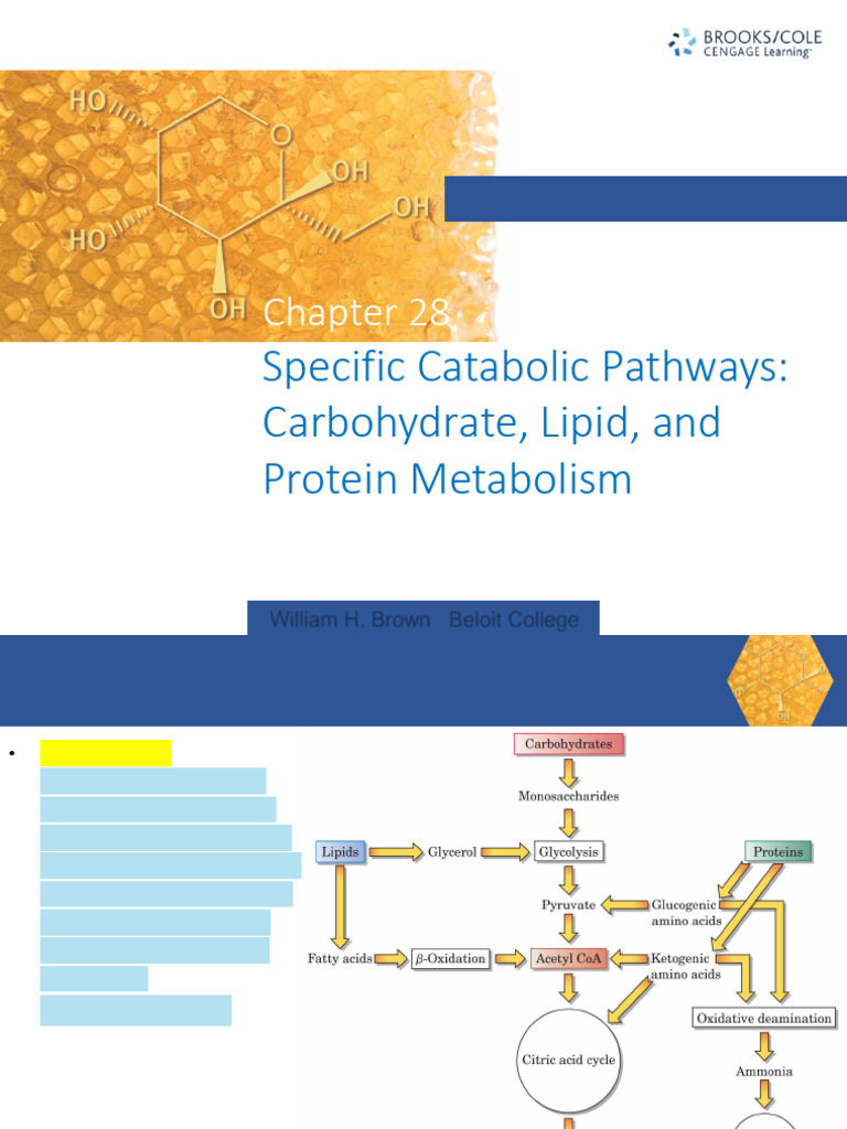 Catabolic Pathways in Metabolism | PDF | Glycolysis | Pyruvic Acid