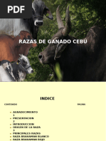Razas Cebú: Características y Origen | PDF | Vacas | Animales domesticados