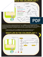 25 Night Life in Chloroplast