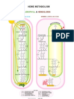 33 Heme Metabolism