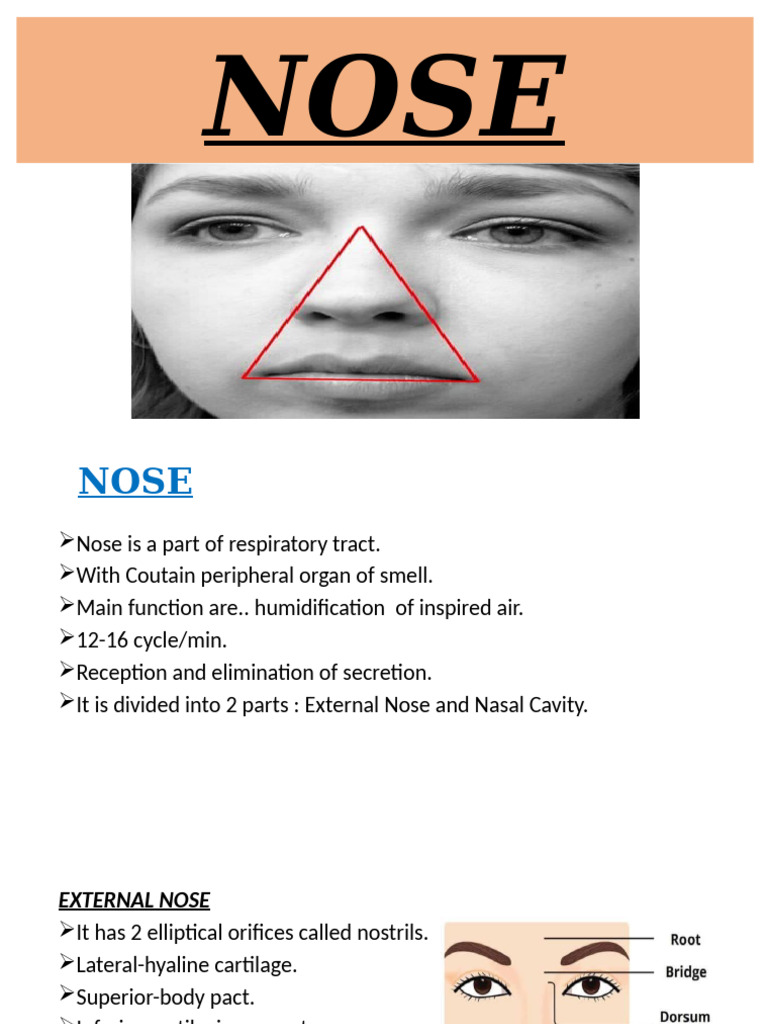 Anatomy and Function of the Nose | PDF | Human Nose | Primate Anatomy