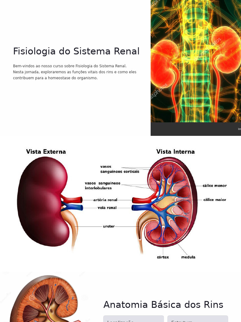 Fisiologia do Sistema Renal Explicada | PDF | Sistema urinário | Rim