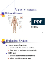 Ch20 Endocrine System