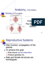Ch28 Reproductive System