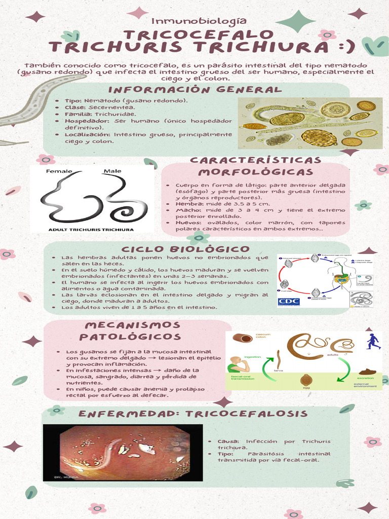 Tricocefalo: Parásito Intestinal y Tratamiento | PDF | Especialidades ...