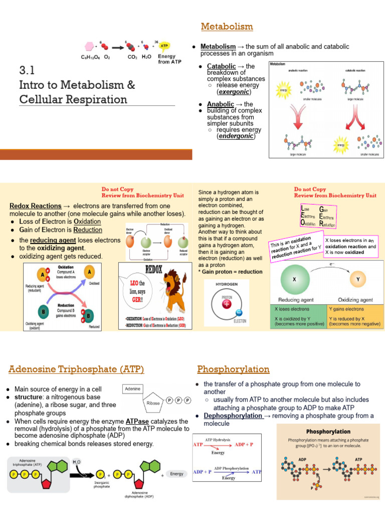 Metabolism and Cellular Respiration Basics | PDF | Adenosine ...