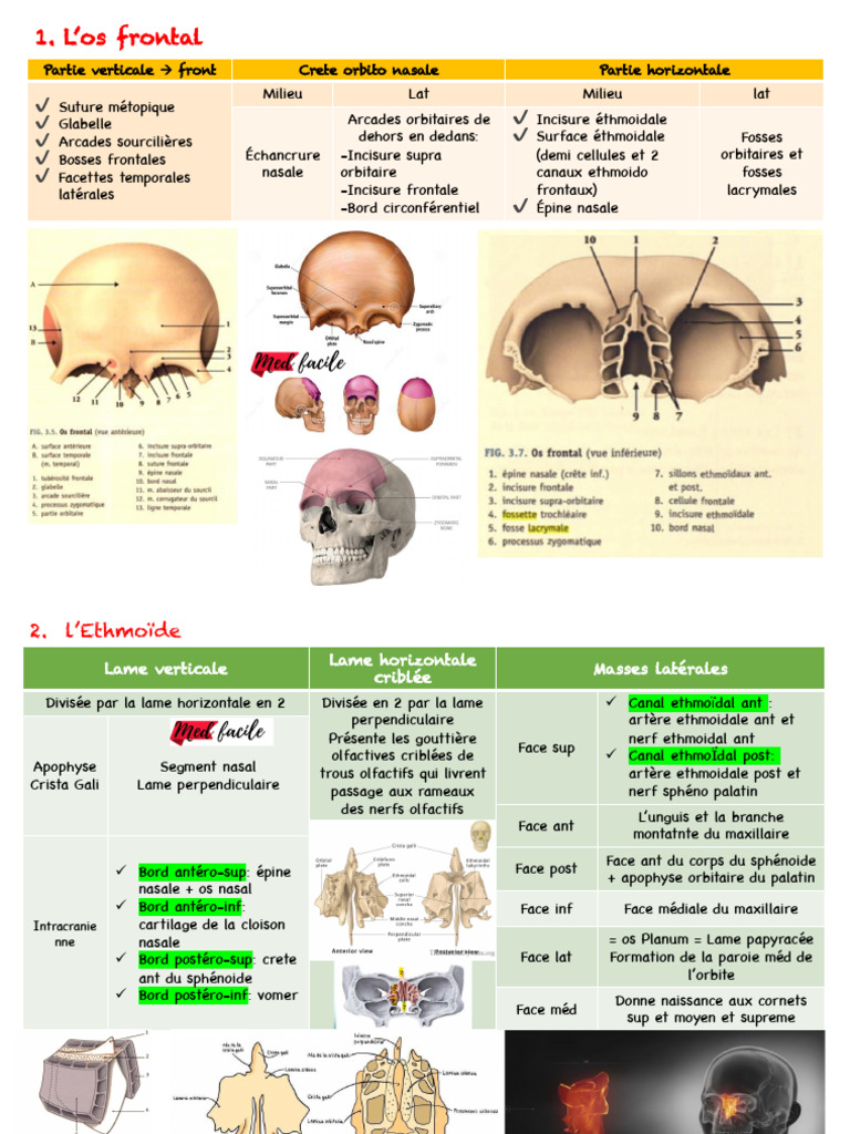 Anatomie des os du crâne humain | PDF | Tête et cou chez l'humain ...